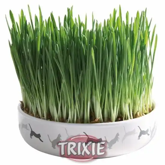 Trixie Miska ceramiczna z trawką dla kota Bezpieczna płatność